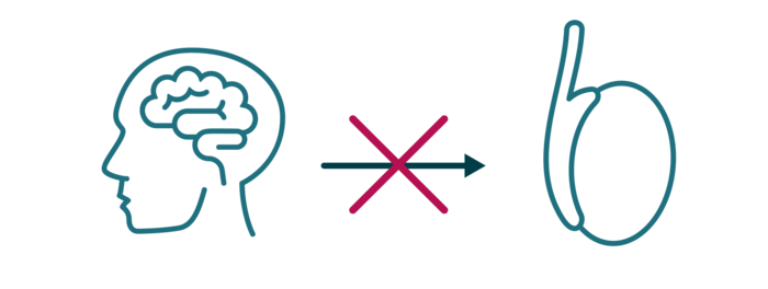 Zu sehen sind ein Gehirn und ein Hoden. Der Pfeil von Gehirn zu Hoden ist durchgestrichen. Zu sehen sind ein Gehirn und ein Hoden. Der Pfeil von Gehirn zu Hoden ist durchgestrichen.