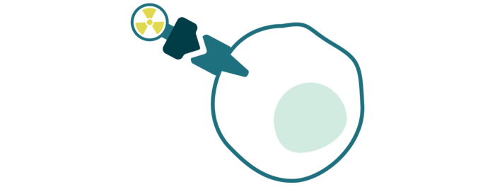Zu sehen ist eine Zelle mit einem Rezeptor (PSMA), an den der Radioligand gebunden hat. Zu sehen ist eine Zelle mit einem Rezeptor (PSMA), an den der Radioligand gebunden hat.