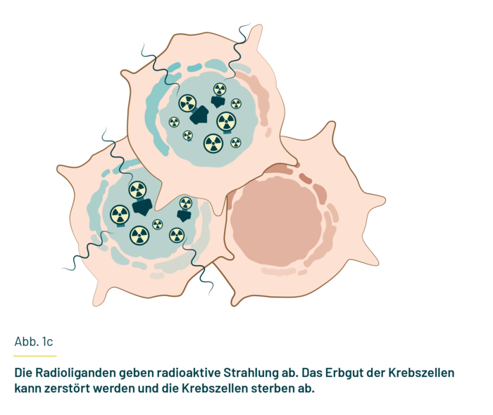 Es sind drei Krebszellen dargestellt. In zwei Zellen sind radioaktiv strahlende Radioliganden. Die Strahlung erreicht auch die dritte Zelle.