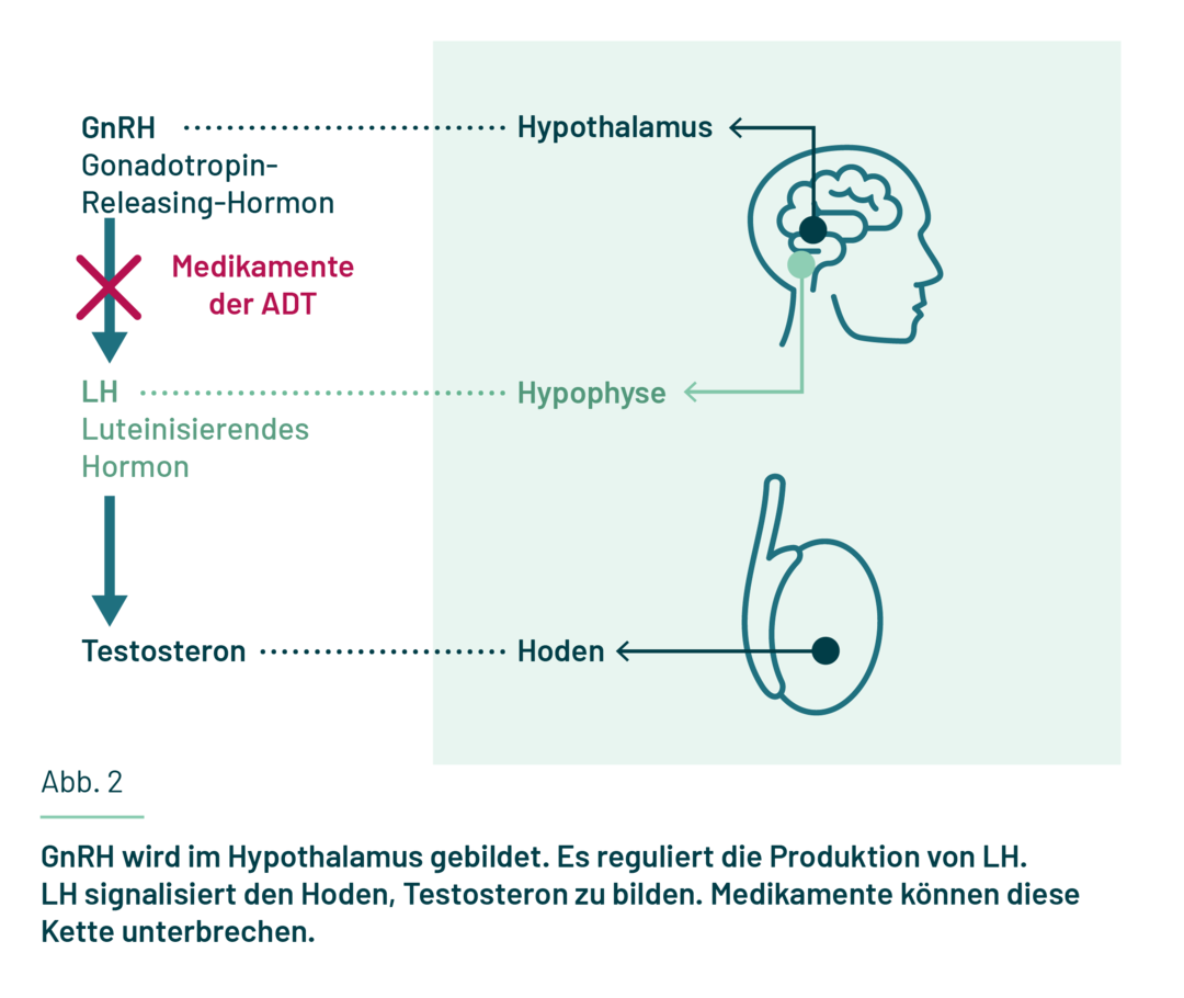 Hormone aus dem Gehirn regen die Bildung von Testosteron in den Hoden an.