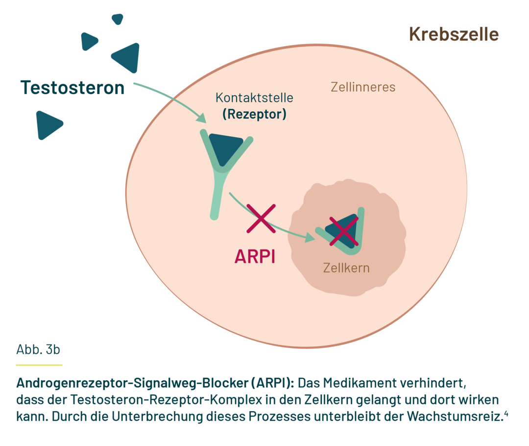 Es ist schematisch eine Prostatakrebszelle dargestellt. In der Zelle befindet sich Testosteron, das an einen Testosteron-Rezeptor gebunden hat, und ein Zellkern.  Der Rezeptor ist mit einem roten Kreuz gekennzeichnet. Vom Rezeptor geht ein Pfeil zum Zellkern. Der Pfeil ist mit einem roten Kreuz gekennzeichnet. Im Zellkern befindet sich der Testosteron-Rezeptor-Komplex. Es ist schematisch eine Prostatakrebszelle dargestellt. In der Zelle befindet sich Testosteron, das an einen Testosteron-Rezeptor gebunden hat, und ein Zellkern.  Der Rezeptor ist mit einem roten Kreuz gekennzeichnet. Vom Rezeptor geht ein Pfeil zum Zellkern. Der Pfeil ist mit einem roten Kreuz gekennzeichnet. Im Zellkern befindet sich der Testosteron-Rezeptor-Komplex.