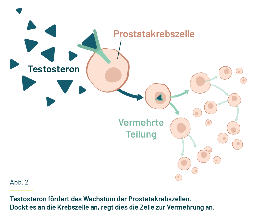 Dargestellt ist Testosteron als Schlüssel, der an die Krebszelle als Schloss andockt und zur vermehrten Teilung der Zelle anregt.